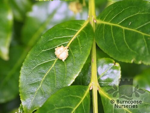 EUONYMUS moupinensis  